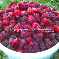 Малина ГЕРАКЛ (Россия) (КРУПНОМЕР! ОГРОМНЫЙ КУСТ, УРОЖАЙ В ГОД ПОСАДКИ) Малина ГЕРАКЛ (Россия) (КРУПНОМЕР! ОГРОМНЫЙ КУСТ, УРОЖАЙ В ГОД ПОСАДКИ)